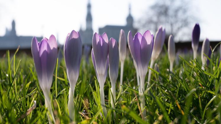 Krokusse in Dresden