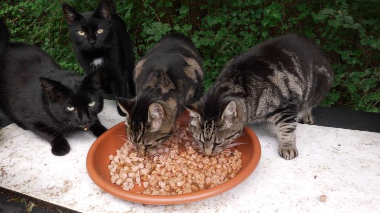 Acht kontrollierte Futterstellen für streunende Katzen betreut die Katzenhilfe Bramsche.
