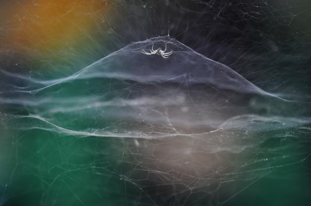 Vidyuns Siegerfoto: Er fand eine Spinne, die ihr Netz in einer Mauerspalte wob. Ein vorbeifahrendes Tuk-Tuk-Auto gab dem Regentropfen hinter dem Netz Farbe. 