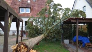 In Hasbergen fällte Sturm Ylenia eine alte Tanne, die zum Glück genau zwischen zwei Häuser fiel. 
