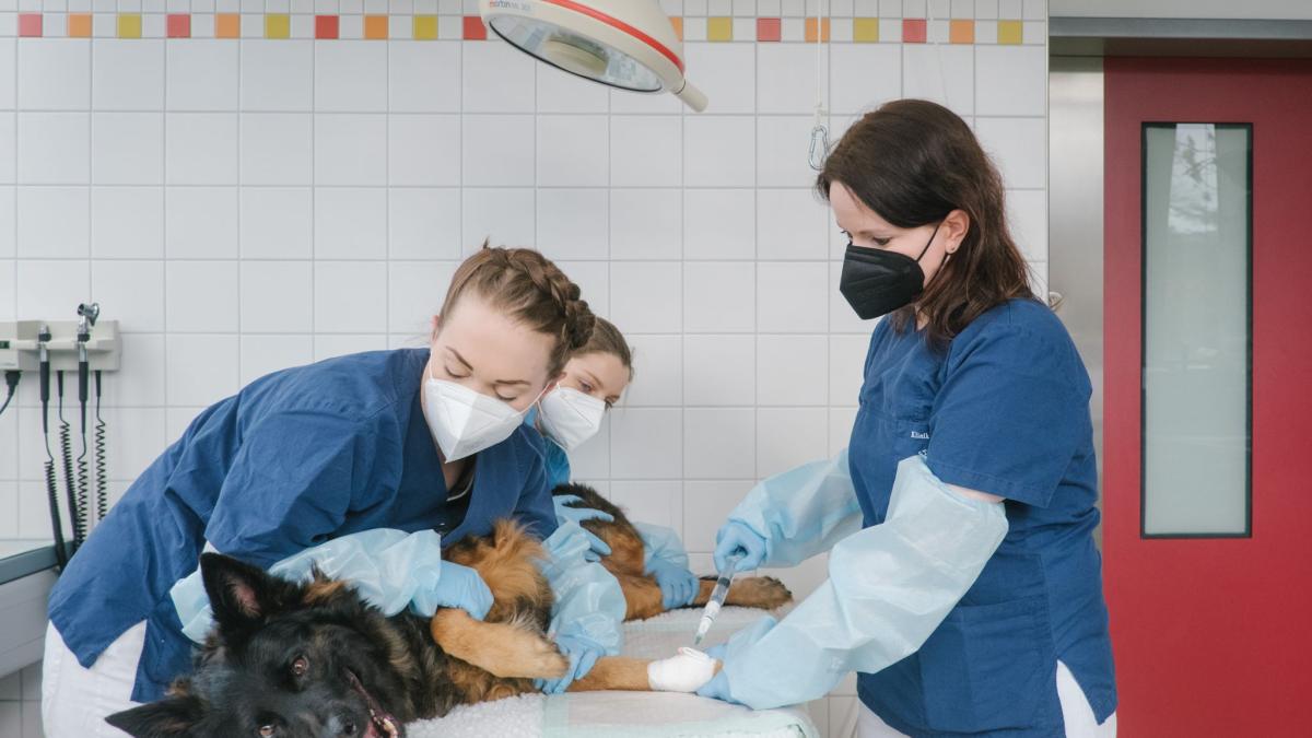 Chemotherapie beim Hund sollte gut überlegt sein