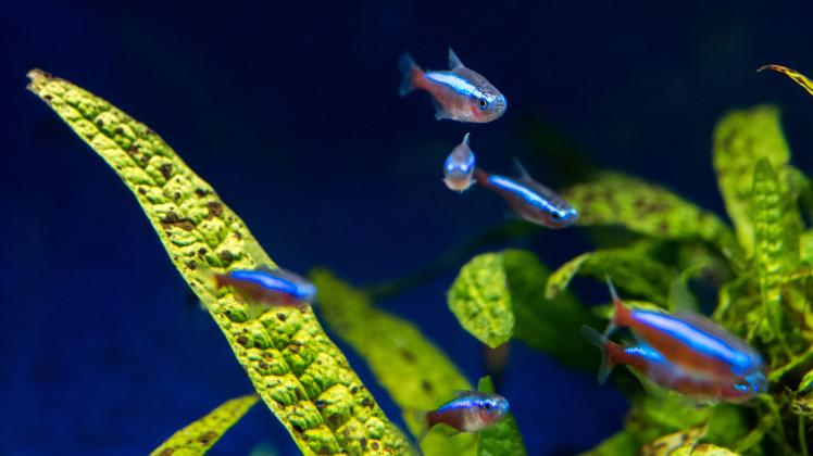 Bunte Fische schwimmen in einem Aquarium