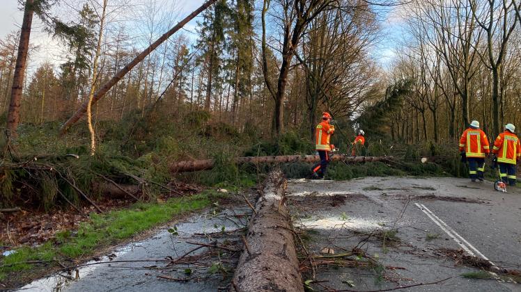 An der Rastdorfer Straße in Werlte liefen zu nächtlicher Stunde die Arbeiten einer Baumräumung gerade an, als plötzlich zwei weitere Bäume nahe des Einsatzortes zu Boden gingen. Die Räumung wurde abgebrochen und die Straße vollständig gesperrt. Am Samstagmorgen wurde die Räumung bei geringen Windstärken durchgeführt.