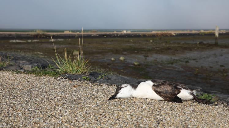 Etliche Seevögel, unter anderem auch Trottellummen, liegen an tot an der Küste in Dänemark. (Symbolbild)