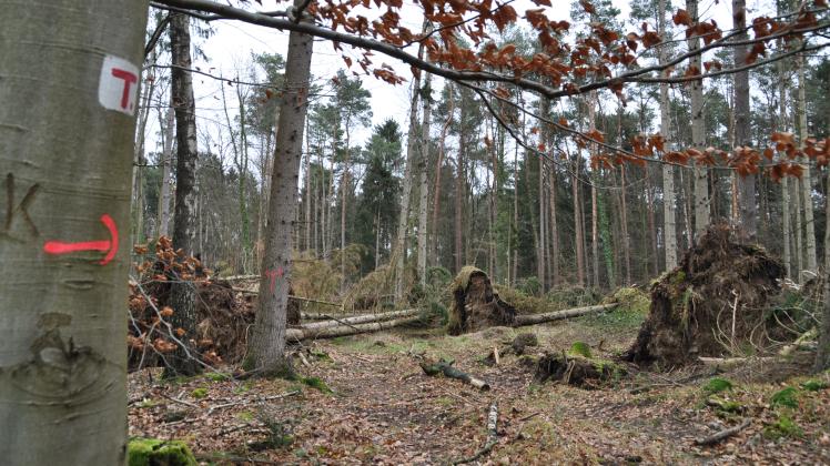 Zahlreiche Bäume wurden durch die Stürme der vergangenen Woche entwurzelt - auch hier am Stapelberger Heuweg. Bezirksförster Martin Meyer Lührmann warnt davor, den Gehn derzeit zu betreten. 
