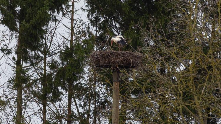Storch in seinem Nest in Bennien - 20.02.2022