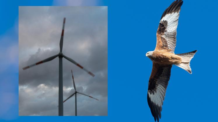 Rotmilane werden oft zum Mittelpunkt von Gerichtsverfahren um den Ausbau von Windkraft