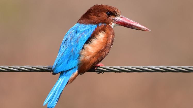Eisvogel