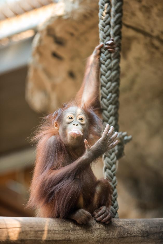 geos_zoo_surya_7422 geos_zoo_surya_7422