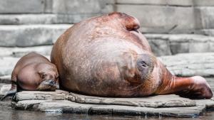 Ist das niedlich: Ein 75 Kilo schweres Walross-Baby begeistert die Besucher im Hamburger Tierpark Hagenbeck. Einen Namen hat das Walross-Baby noch nicht. Es soll in einem Namenswettbewerb ermittelt werden.