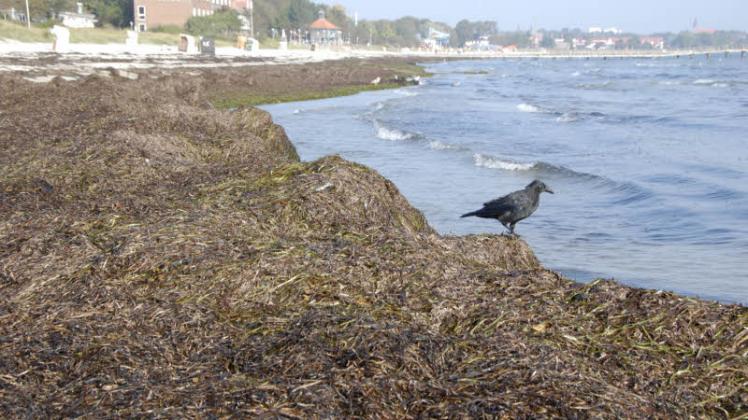 Tonnenweise Seegras wird jedes Jahr an den Eckernförder Strand geschwemmt. Was für viele Strandbesucher ein Ärgernis ist, ist für Experten ein natürlicher Küstenschutz.  