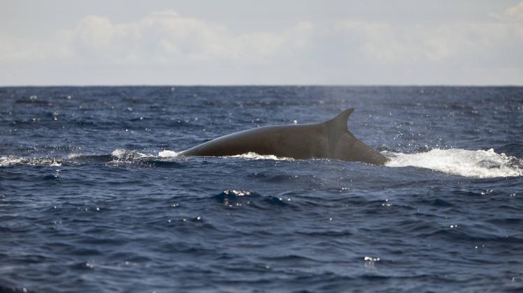 Finnwale können 40 Minuten unter Wasser verbringen, ehe sie zum Atmen auftauchen (Archiv).