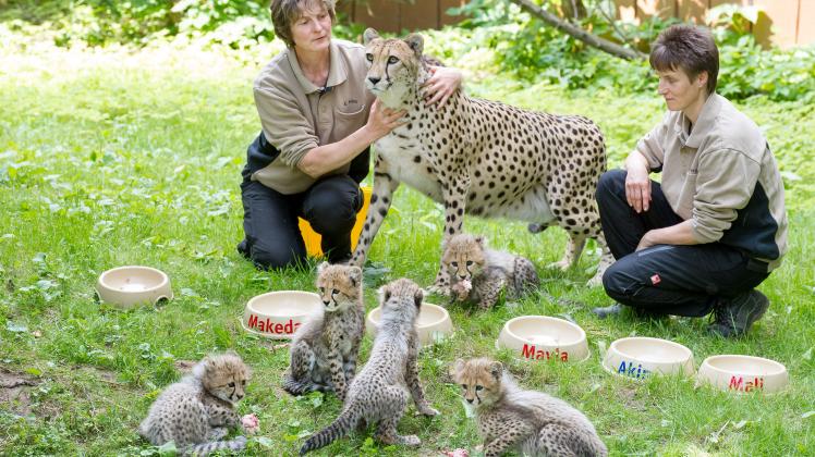 Die fünf Geparden sind ein Besucher-Magnet im Rostocker Zoo.