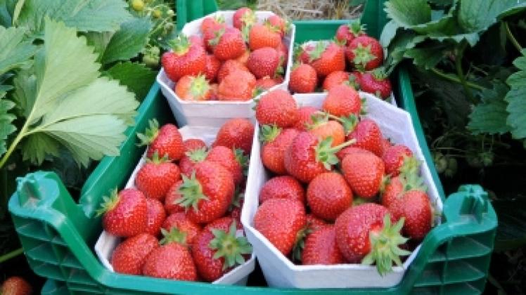 Süße Früchte: Erdbeeren werden im Norden auf einer Fläche von rund tausend Hektar angebaut.  