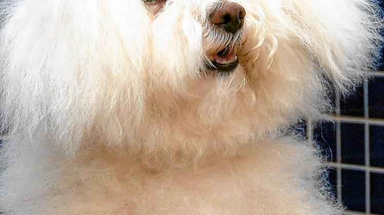 Auch Hundewäsche muss sein – Sunny sieht’s ein. Fotos (3): Susanne Meise
