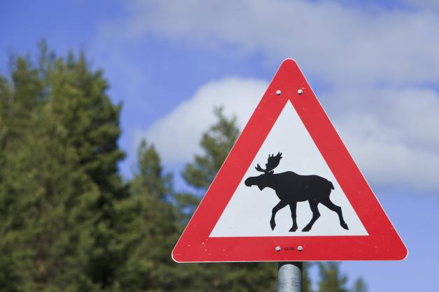 Warnung gefährliche elche in deutschland und SH 