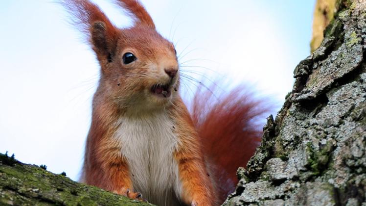 Eichhörnchen – niedlich, aber doch ein Wildtier