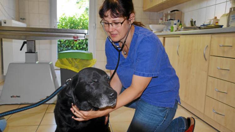 Vorsorgeuntersuchung: Patient „Argo“ lässt sich in aller Ruhe von Tierärztin Cornelia Grové untersuchen. Mit den entsprechenden Vorkehrungen ist auch die Hitze kein Problem.  