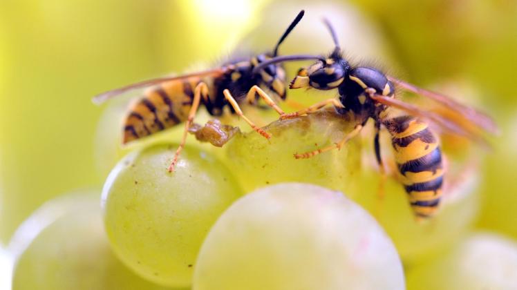 Weintrauben sind ideal, um Wespen wegzulocken.