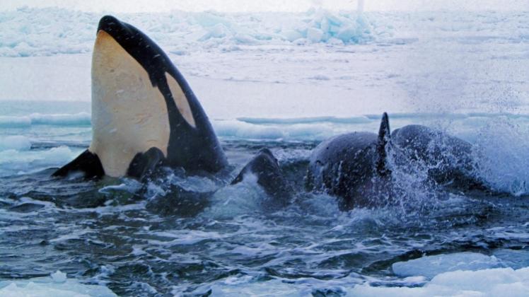 Orcas sind die größten Vertreter aus der Familie der Delfine. Sie leben in allen Ozeanen der Erde.  