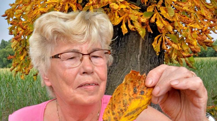 Trauriger Anblick: Die Gusowerin Ursula Kinzel betrachtet das Blatt einer Kastanie. In der Allee nach Werbig stehen viele davon, alle geschädigt – von der Miniermotte und dem Pilz.  