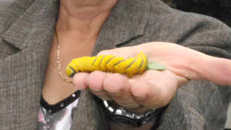 Christa Bröderdörp mit der seltenen Raupe. Christa Bröderdörp mit der seltenen Raupe.