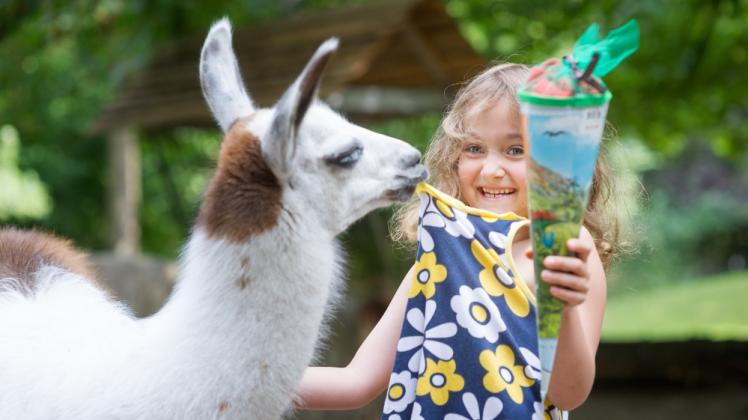 Die neugierigen Lamas hat sie schon mal vorab besucht. Für Rosa wird das kommende Wochenende gleich doppelt aufregend: sie wird eingeschult und kann dann auch noch im Zoo beim Zuckertütenfest feiern.