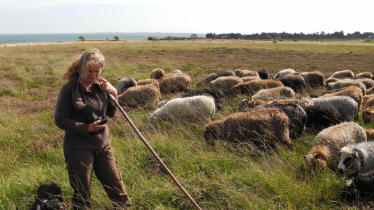 Erster Bodenkontakt: Uta Wree, Tierärztin aus Schleswig, prüft die Weidefläche in der Braderuper Heide für ihre Schafe. Gestern übergab sie ihre 429 Heidschnucken an den Schäfer Thomas Kohut.