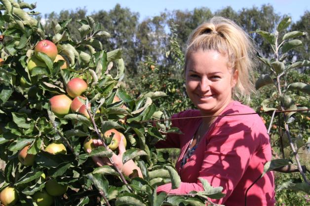 Rot und knackig sind die Äpfel, die Sylvia Tomkiewicz und ihre Kollegen momentan auf der Plantage der Rostocker Obst GmbH in Evershagen ernten. 