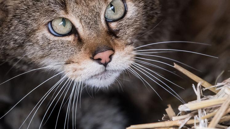 Wildkatze