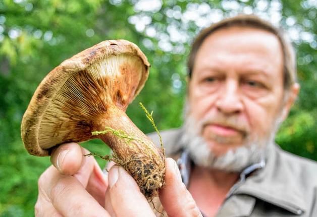 Der Pilzberater Dieter Mausolf erklärt am Wochenende den Besuchern der Landespilzausstellung im Botanischen Garten den Unterschied zwischen Speise-und Giftpilzen.