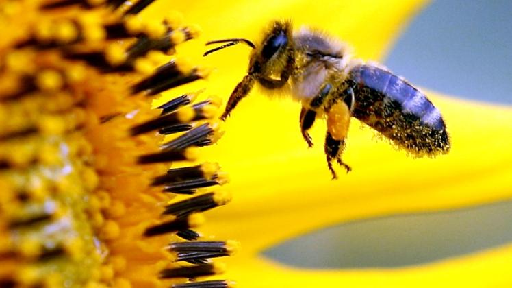 Wildbienen sind laut BUND sehr nützliche und friedfertige Insekten. Sie sind für die Bestäubung vieler Wild- und Kulturpflanzen sehr wichtig. Es gibt in Deutschland etwa 550 Arten.
