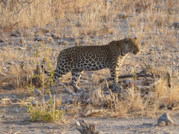 Auch wilde Tiere wie diesen Leoparden bekam Mohr auf seiner Tour vor die Kamera.