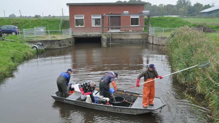 Der Kieler Biologe Martin Purp (mit Kescher) dirigiert das Boot zum Schilfgürtel.  
