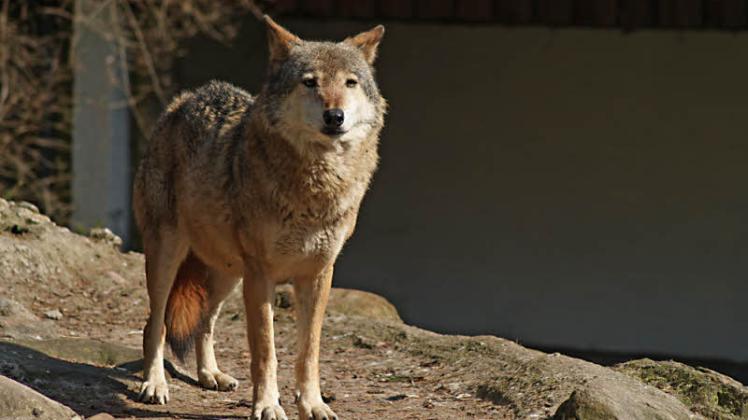 Die Wölfin Malaika wurde 14 Jahre alt. Sie starb kurz nach ihrer Schwester Tinka. Zurzeit bevölkern zwei Dingos das Wolfsgehege.