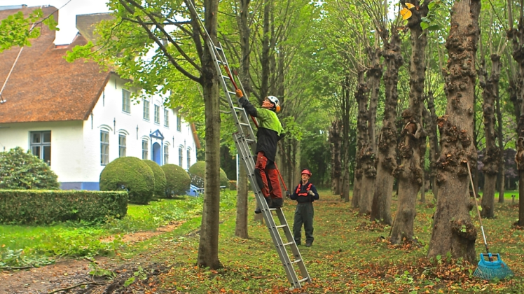 Knapp 200 Linden bearbeiteten die Baumpfleger im Hochdorfer Garten.  