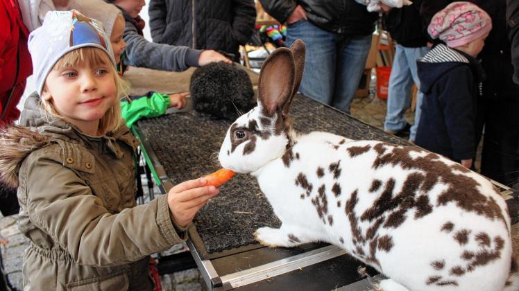 Mathilda (4) fütterte ein Kaninchen – die flauschigen Tierchen waren vor allem bei den kleinen Besuchern des Bauernmarktes sehr beliebt.