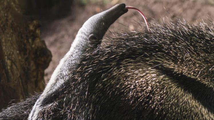 Selbst der ganz junge Ameisenbär im Zoo in Nyiregyhaza in Ungarn hat schon eine ganz lange Zunge.