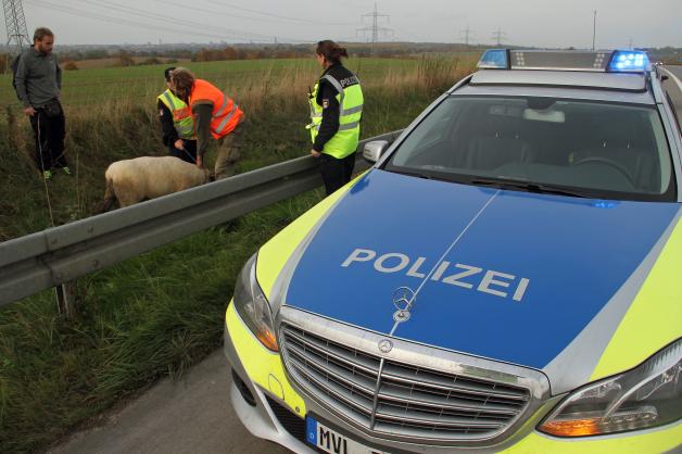 Schaf auf Autobahn 19 in Rostock außer Rand und Band: Polizei muss Tier einfangen