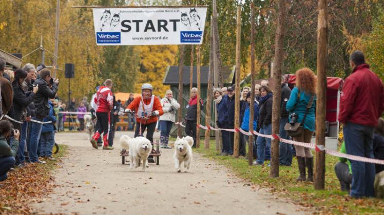 Ob mit ein, zwei oder mehr Hunden vor dem Rad, Scooter oder wie hier vor dem Rollwagen, die Rennen im Erlebniswald begeisterten Teilnehmer wie Zuschauer gleichermaßen.