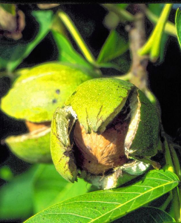 Walnuss-Bäume sind gar nicht so selten, wie man annehmen könnte, denn sie stammen aus wärmeren Gefilden. Oft stehen die Bäume in Privatgärten. Wer die Fruchtstände zum ersten Mal sieht, denkt an eine Art Kastanie. Verbreitet werden die Bäume vielfach durch Eichhörnchen. Walnuss-Bäume sind gar nicht so selten, wie man annehmen könnte, denn sie stammen aus wärmeren Gefilden. Oft stehen die Bäume in Privatgärten. Wer die Fruchtstände zum ersten Mal sieht, denkt an eine Art Kastanie. Verbreitet werden die Bäume vielfach durch Eichhörnchen.