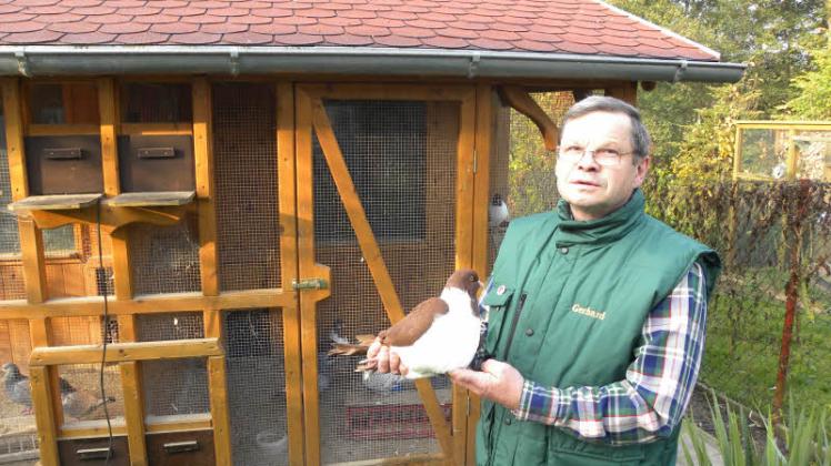 Gerhard Stoll vom Rassegeflügelzuchtverein Sternberg präsentiert eine Strasser Taube rot.