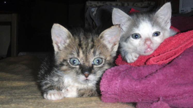 Auch diese Fundkatzen warten in der Tierauffangstation in Schwaan auf eine neues Zuhause.