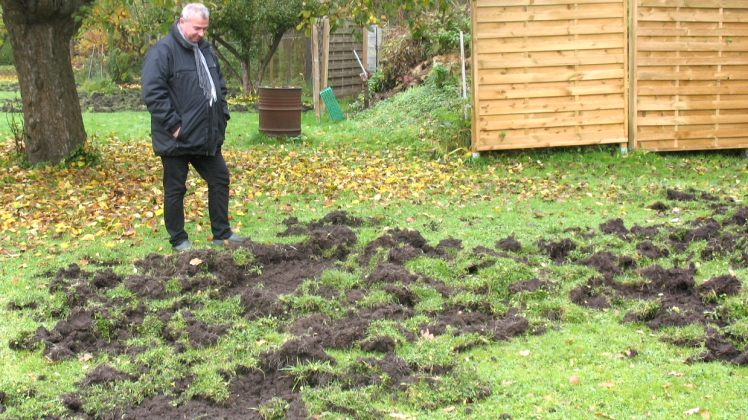 Die Nüsse und Eicheln im Garten von Dietmar Zedow verschmähte das Borstenvieh, dafür pflügte es den Rasen um.