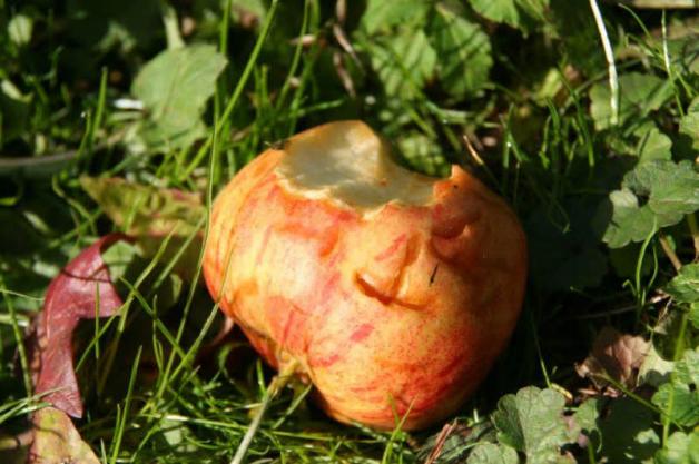 Wer hat in diesen Apfel gebissen? Ein Mensch oder möglicherweise ein Waschbär?