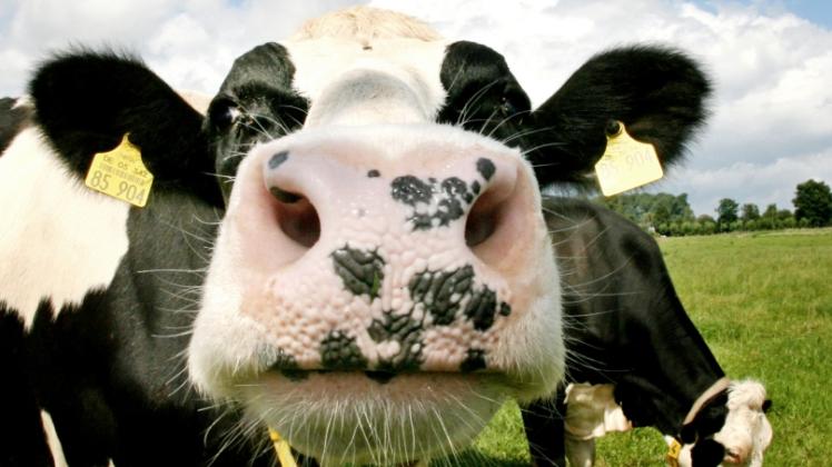 Der Wunsch nach mehr Tierwohl trotz niedrigster Fleisch- und Milchpreise: Der Kreisbauernverband kritisiert, dass Verbraucher nicht bereit sind, für gute Qualität zu zahlen.