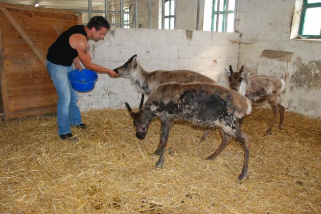 Die Rentiere Joko, Klaas und Rudi sind der ganze Stolz von Jens Kohlhaus, der in Sternberger Burg zu Hause ist. Die Rentiere Joko, Klaas und Rudi sind der ganze Stolz von Jens Kohlhaus, der in Sternberger Burg zu Hause ist.