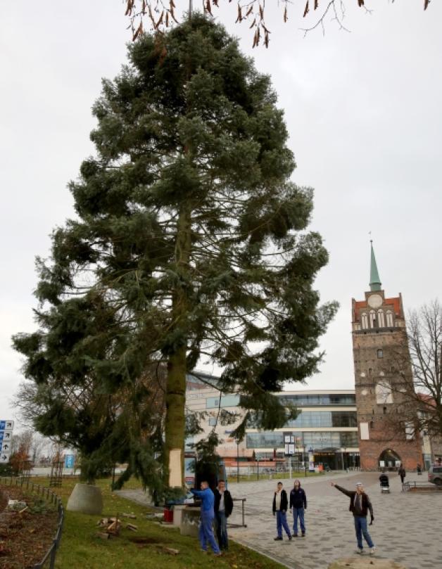 20 Meter hoch und drei Tonnen schwer ist der Baum für den Rostocker Weihnachtsmarkt.