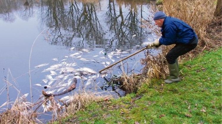 Drama für Angler 250 tote Fische im ButendiekTeich SHZ