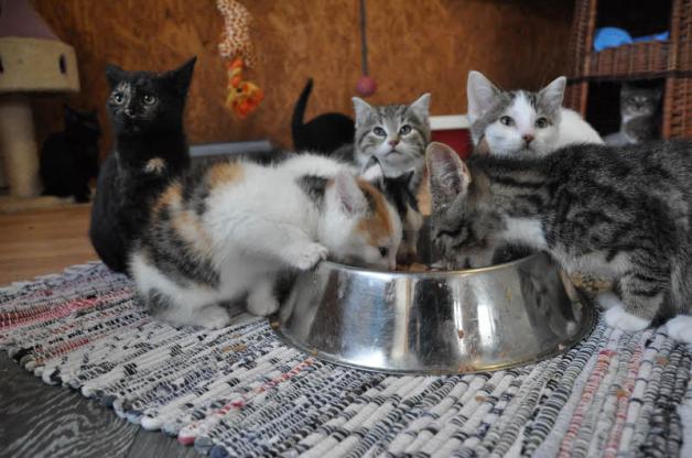 Raubtierfütterung: Derzeit werden rund 50 Fundkatzen in Holthusen versorgt und gepflegt.